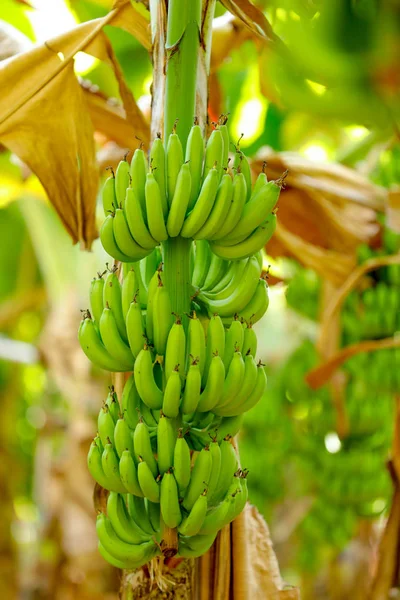 绿色香蕉领域 — 图库照片
