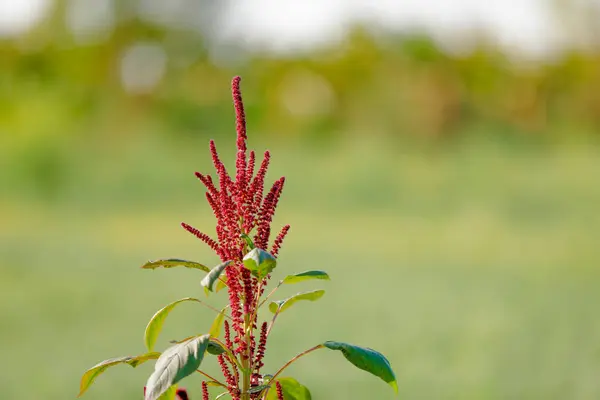 Campo Grano Amaranto Agricoltura — Foto Stock