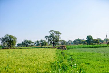 yeşil buğday alan Hindistan