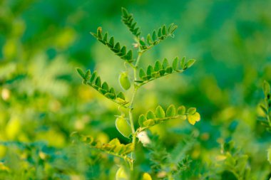 Taze yeşil nohut alan, olarak da bilinen harbara veya harbhara Hintçe ve nohut bilimsel adıdır nohut,