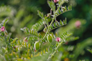 Taze yeşil nohut alan, olarak da bilinen harbara veya harbhara Hintçe ve nohut bilimsel adıdır nohut,