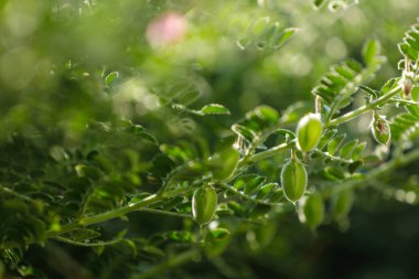 Taze yeşil nohut alan, olarak da bilinen harbara veya harbhara Hintçe ve nohut bilimsel adıdır nohut,
