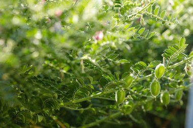 Taze yeşil nohut alan, olarak da bilinen harbara veya harbhara Hintçe ve nohut bilimsel adıdır nohut,