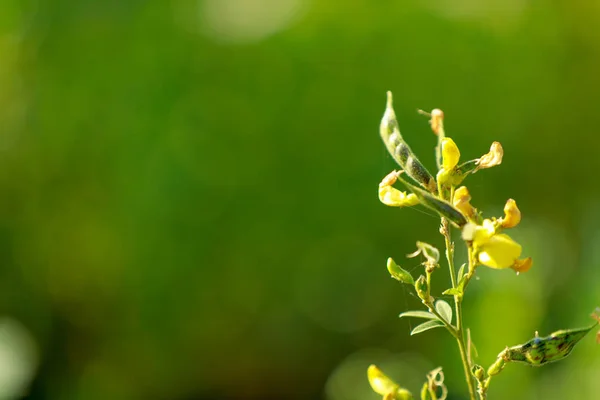 Pigeon Pea Crop Field — Stock Photo, Image