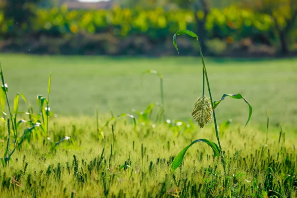 Grünen Weizen Feld Indien — Stockfoto