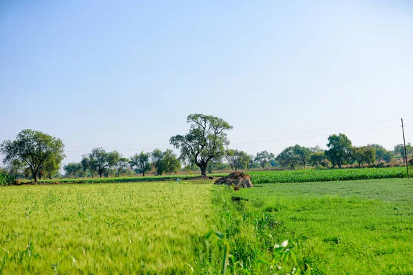 yeşil buğday alan Hindistan