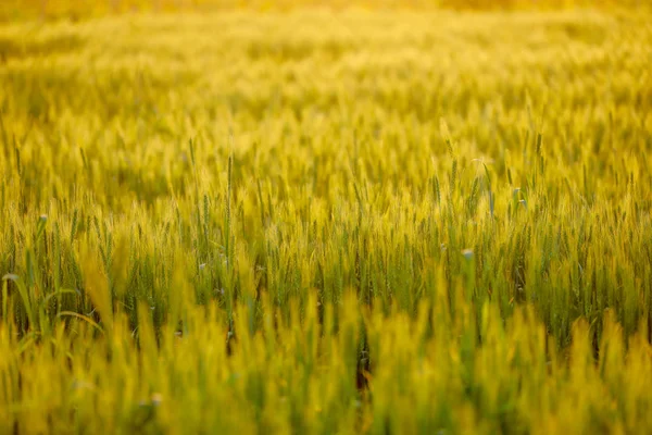 Grünes Weizenfeld Landwirtschaft — Stockfoto