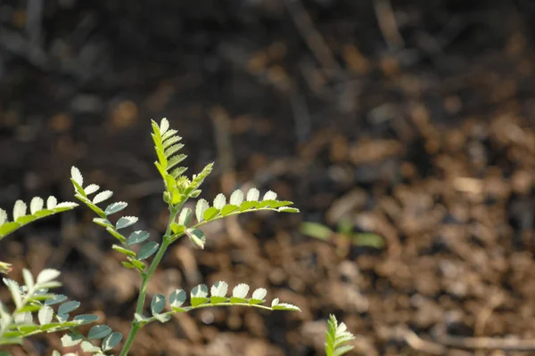 Fresh Green Chickpeas Field Chick Peas Also Known Harbara Harbhara — Stock Photo, Image