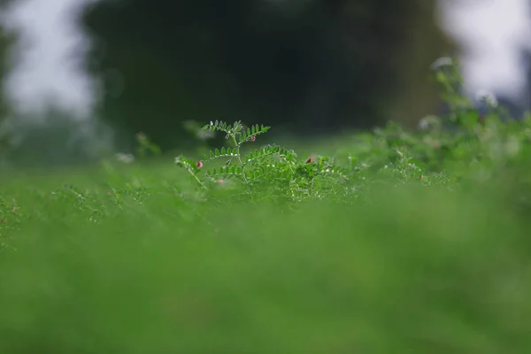 Verse Groene Kikkererwten Veld Kikkererwten Ook Bekend Als Harbara Harbhara — Stockfoto