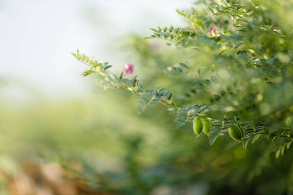 Fresh Green Chickpeas field , Chick peas also known as harbara or harbhara in hindi and Cicer is scientific name,