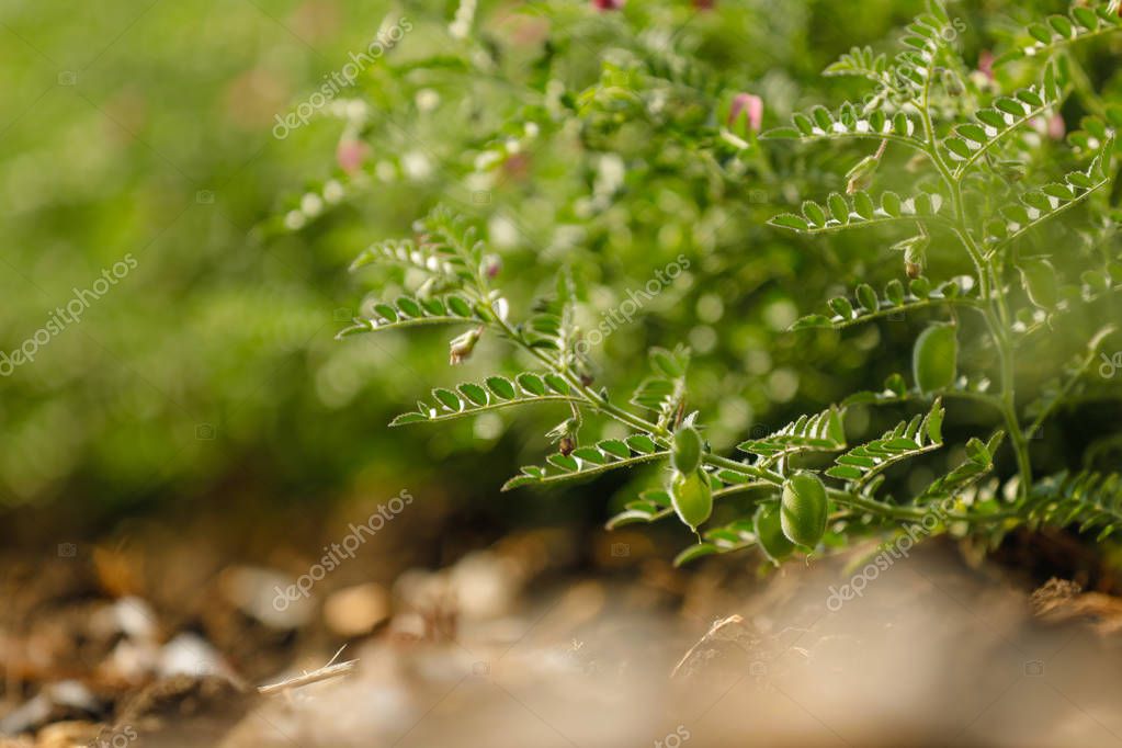 Campo de garbanzos verde fresco, garbanzos, también conocida como