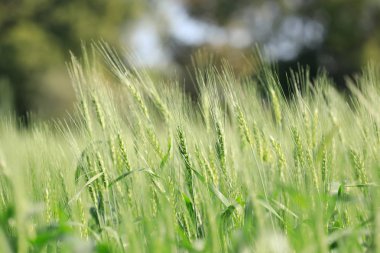 yeşil buğday alan, tarım Hindistan