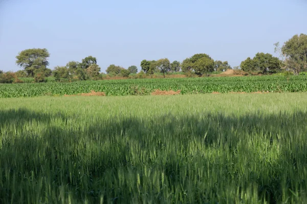 Grünes Weizenfeld Landwirtschaft Indien — Stockfoto