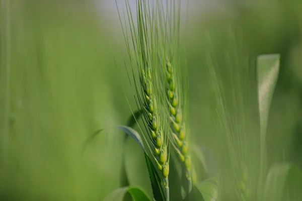 Campo Trigo Verde Agricultura India — Foto de Stock