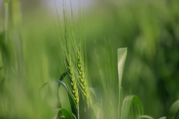 Campo Trigo Verde Agricultura India — Foto de Stock