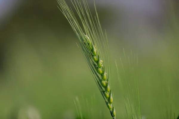 Campo Trigo Verde Agricultura India — Foto de Stock