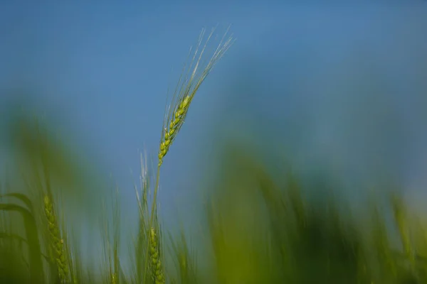 Зеленые Пшеничное Поле Сельского Хозяйства Индии — стоковое фото