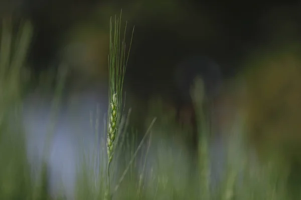 绿色麦田 印度农业 — 图库照片