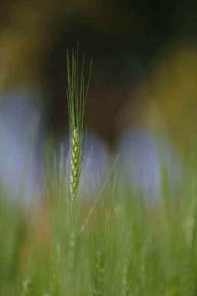 Campo Trigo Verde Agricultura India — Foto de Stock