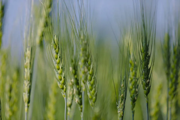 Campo Trigo Verde Agricultura India — Foto de Stock