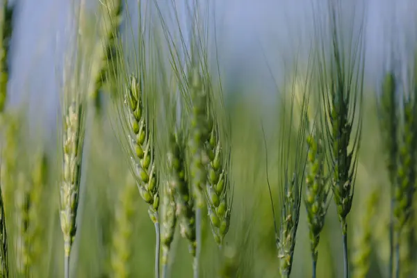 Зеленые Пшеничное Поле Сельского Хозяйства Индии — стоковое фото