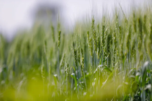 Campo Trigo Verde Agricultura India — Foto de Stock