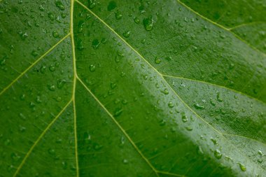 Yaprağın üzerine su damlası