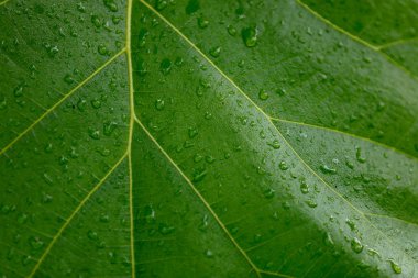 Yaprağın üzerine su damlası