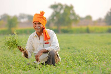 Nohut alan, nohut bitki gösterilen çiftçi adlı Hintli çiftçi