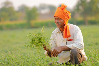 Nohut alan, nohut bitki gösterilen çiftçi adlı Hintli çiftçi