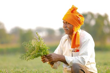 Nohut alan, nohut bitki gösterilen çiftçi adlı Hintli çiftçi