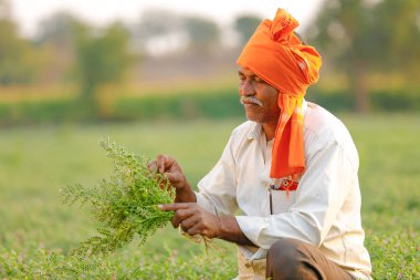 Nohut alan, nohut bitki gösterilen çiftçi adlı Hintli çiftçi