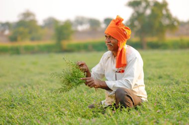 Nohut alan, nohut bitki gösterilen çiftçi adlı Hintli çiftçi
