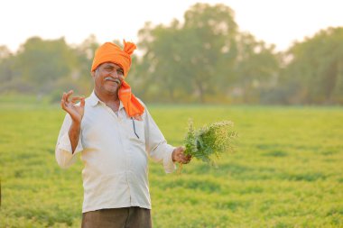 Nohut alan, nohut bitki gösterilen çiftçi adlı Hintli çiftçi