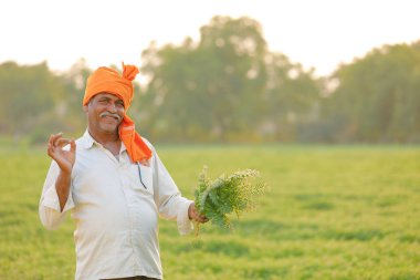 Nohut alan, nohut bitki gösterilen çiftçi adlı Hintli çiftçi