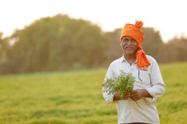 Nohut alan, nohut bitki gösterilen çiftçi adlı Hintli çiftçi