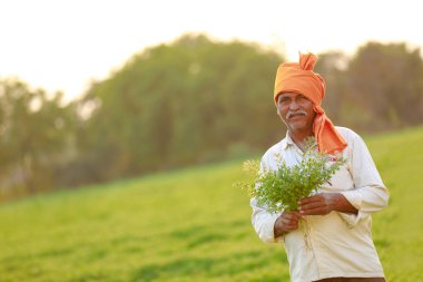 Nohut alan, nohut bitki gösterilen çiftçi adlı Hintli çiftçi