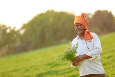 Nohut alan, nohut bitki gösterilen çiftçi adlı Hintli çiftçi