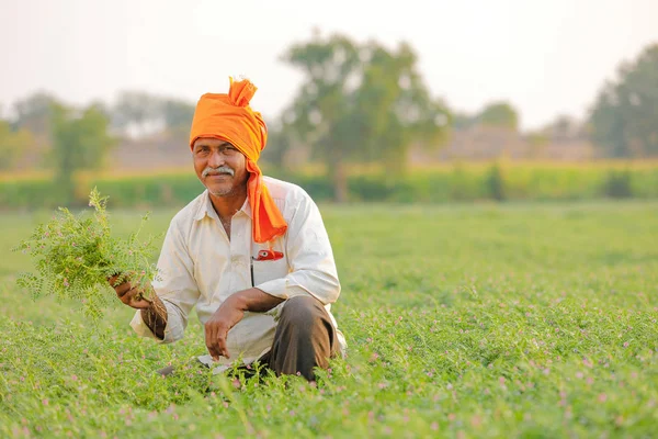Індійських Фермерів Родовищі Нуту Показ Фермера Нуту Завод — стокове фото