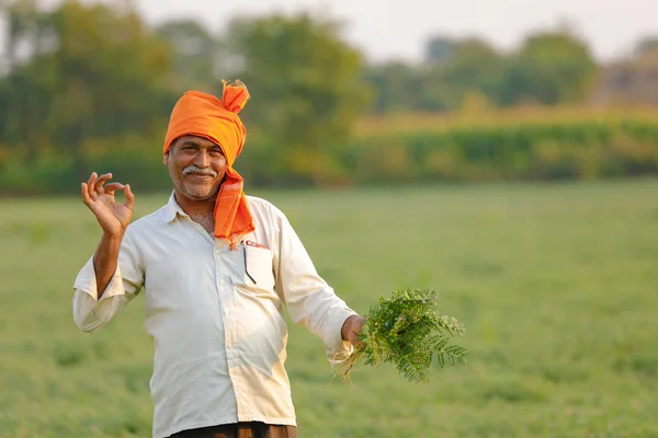 Індійських Фермерів Родовищі Нуту Показ Фермера Нуту Завод — стокове фото