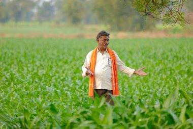 Yeşil corn Field'da Hintli çiftçi