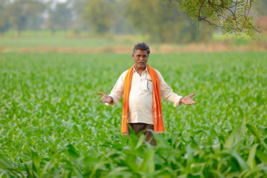 Yeşil corn Field'da Hintli çiftçi