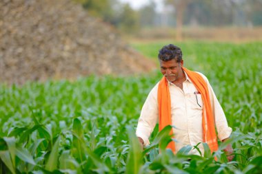 Yeşil corn Field'da Hintli çiftçi