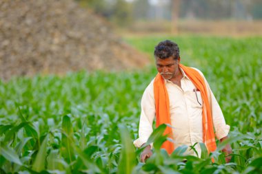 Yeşil corn Field'da Hintli çiftçi