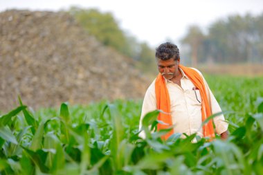 Yeşil corn Field'da Hintli çiftçi