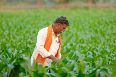 Yeşil corn Field'da Hintli çiftçi