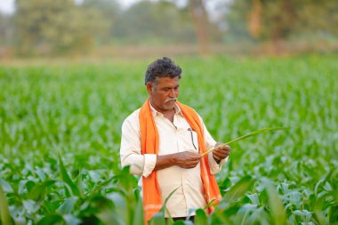 Yeşil corn Field'da Hintli çiftçi