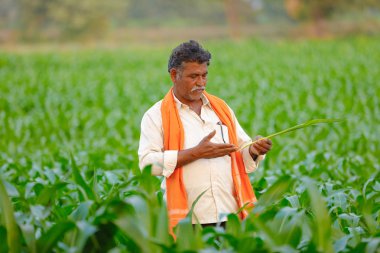 Yeşil corn Field'da Hintli çiftçi