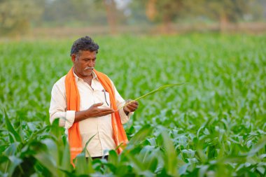 Yeşil corn Field'da Hintli çiftçi