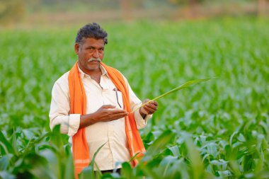 Yeşil corn Field'da Hintli çiftçi